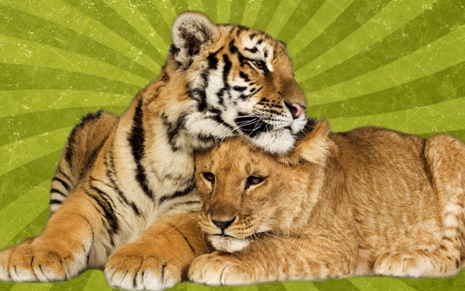 Коллаж влюбленные тигры